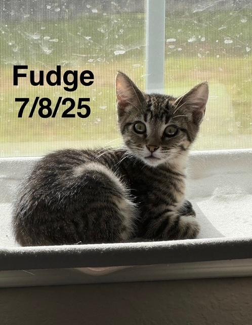 Fudge (Mad Llama Litter)