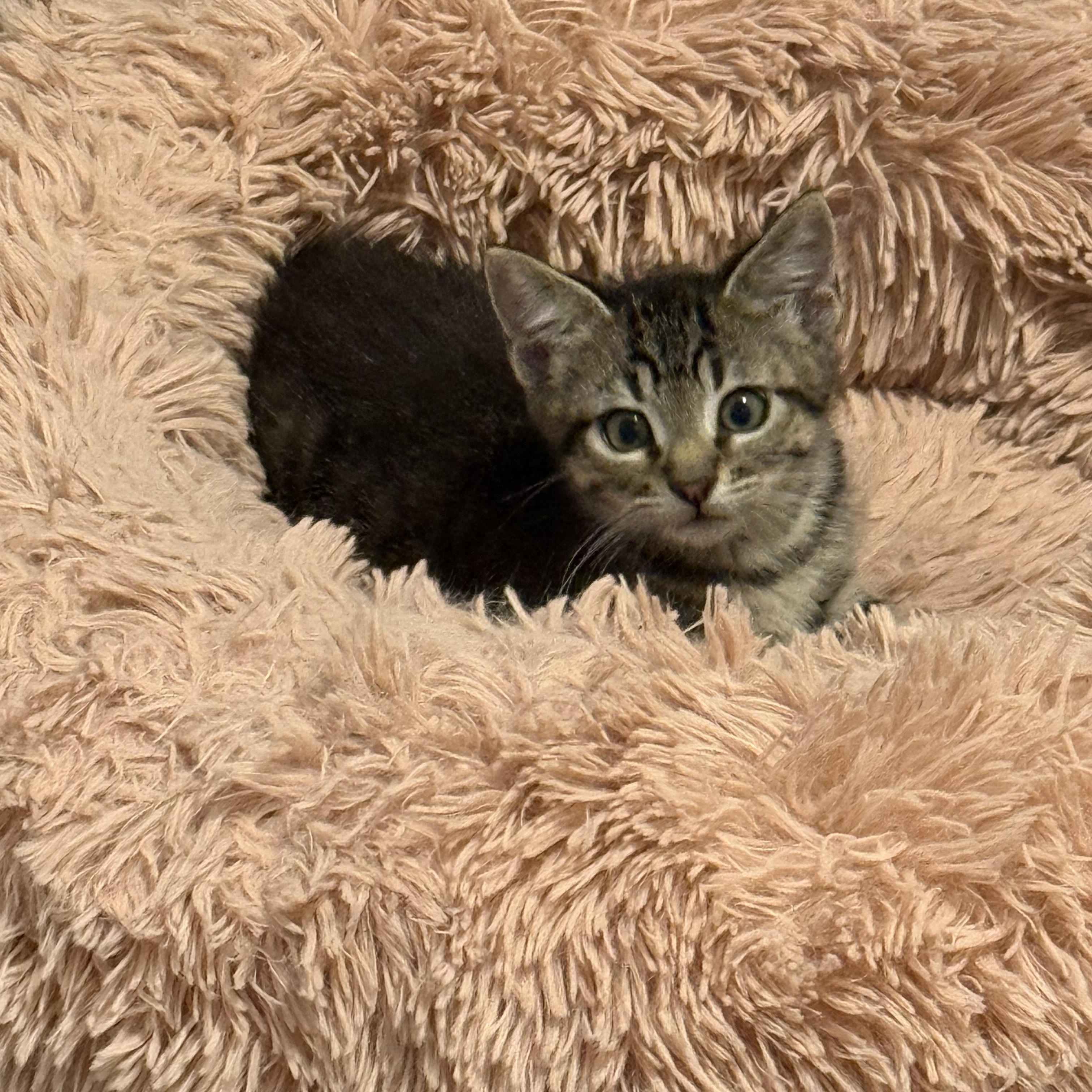 Fudge (Mad Llama Litter) 3