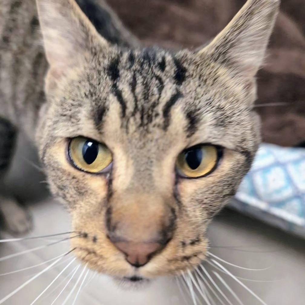 U-Haul, Adoptable, Adult Male Domestic Short Hair.