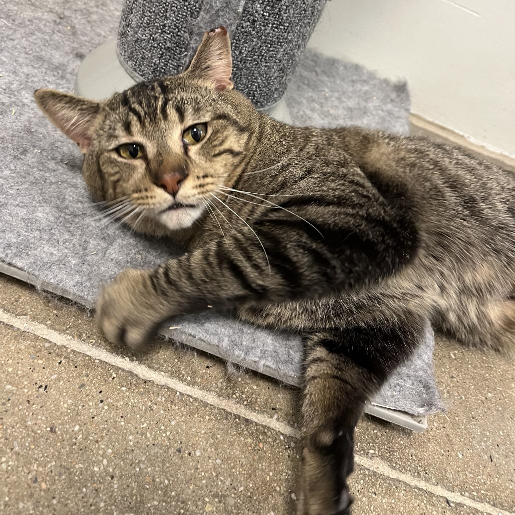 Enlarge U-Haul, a Adoptable Domestic Short Hair in York, PA image 1/4