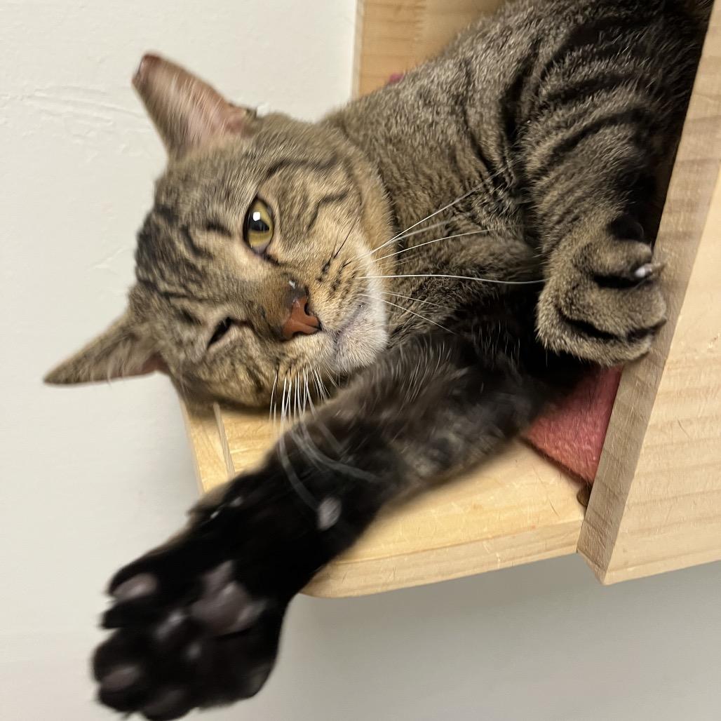 Enlarge U-Haul, a Adoptable Domestic Short Hair in York, PA image 2/4