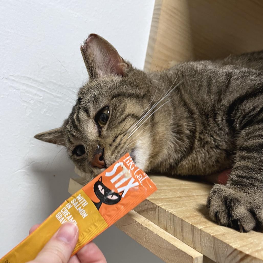 Enlarge U-Haul, a Adoptable Domestic Short Hair in York, PA image 3/4