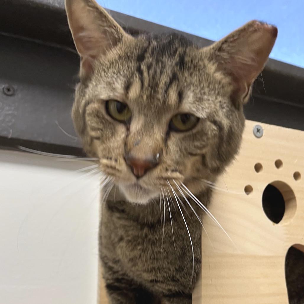 Enlarge U-Haul, a Adoptable Domestic Short Hair in York, PA image 4/4