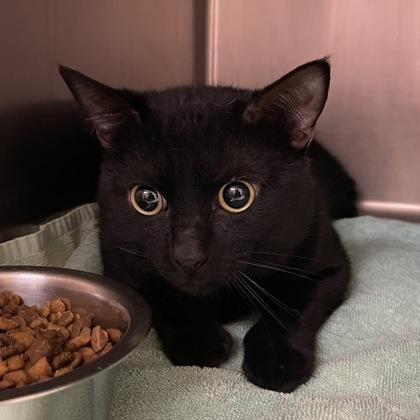 Enlarge Lo Mein, a ADOPTABLE Domestic Short Hair in Flagstaff, AZ image 1/1