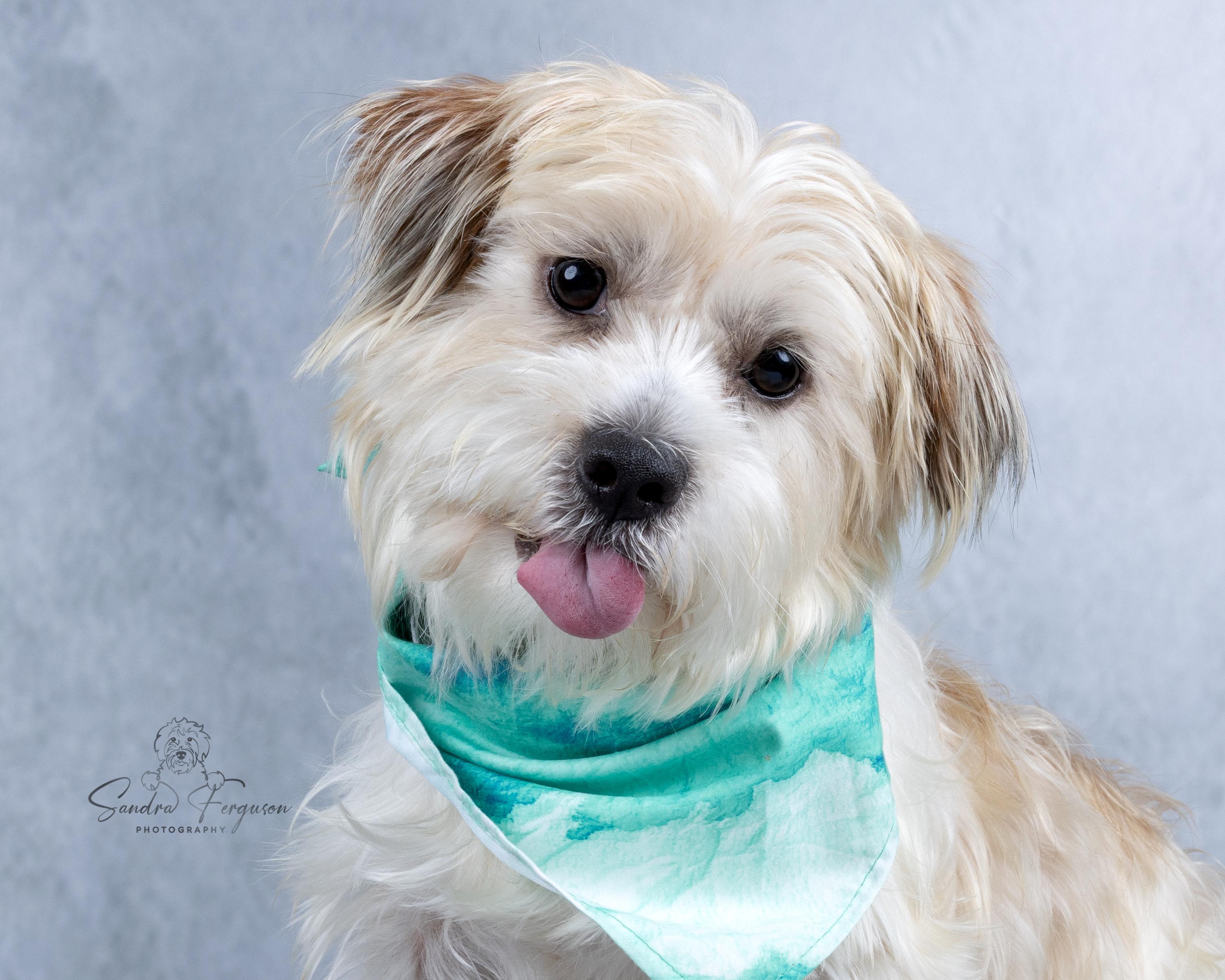 Bobby, adopted, Adult Male Shih Tzu & Maltese.