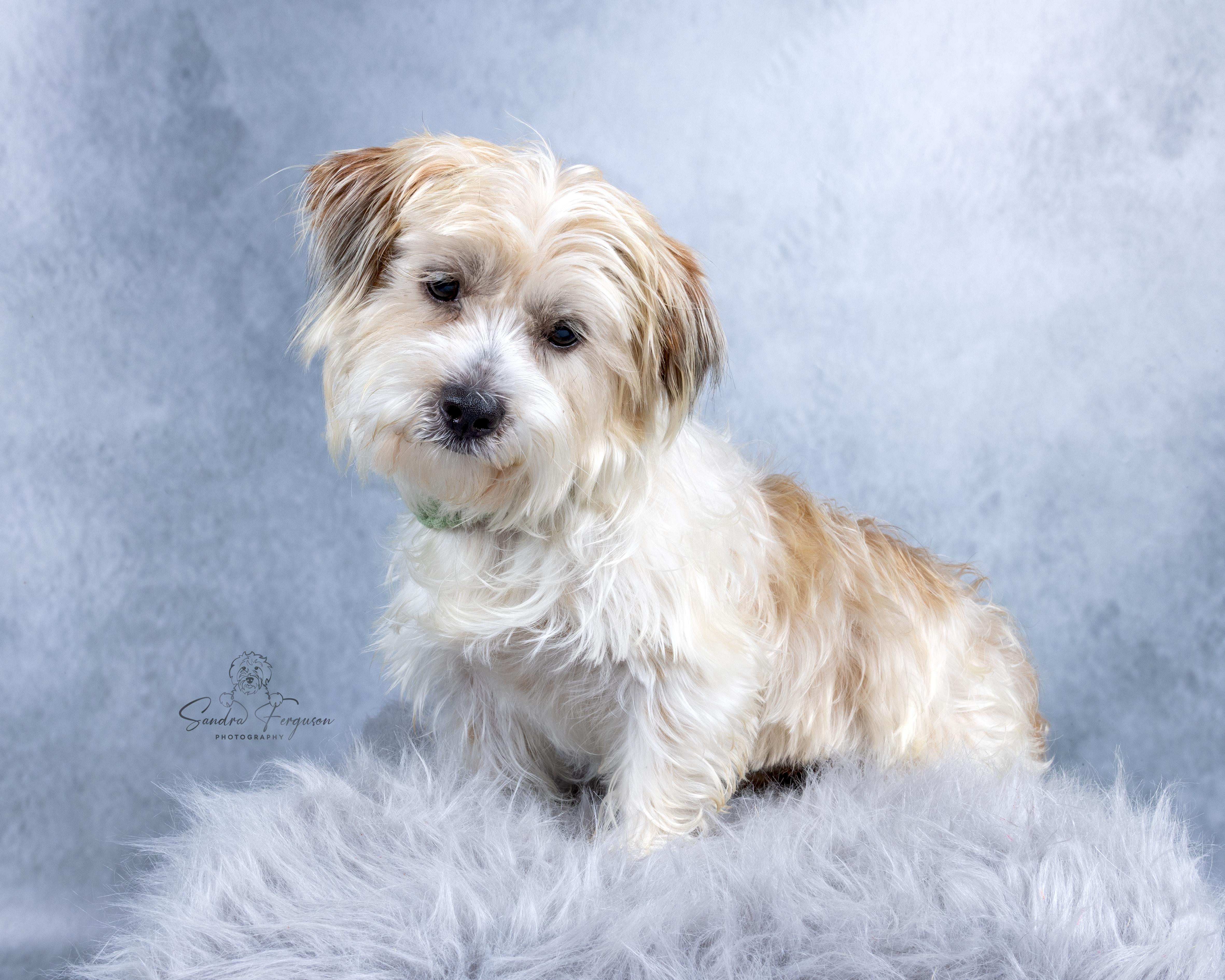 Enlarge Bobby, an adopted mixed breed in Memphis, TN image 3/4