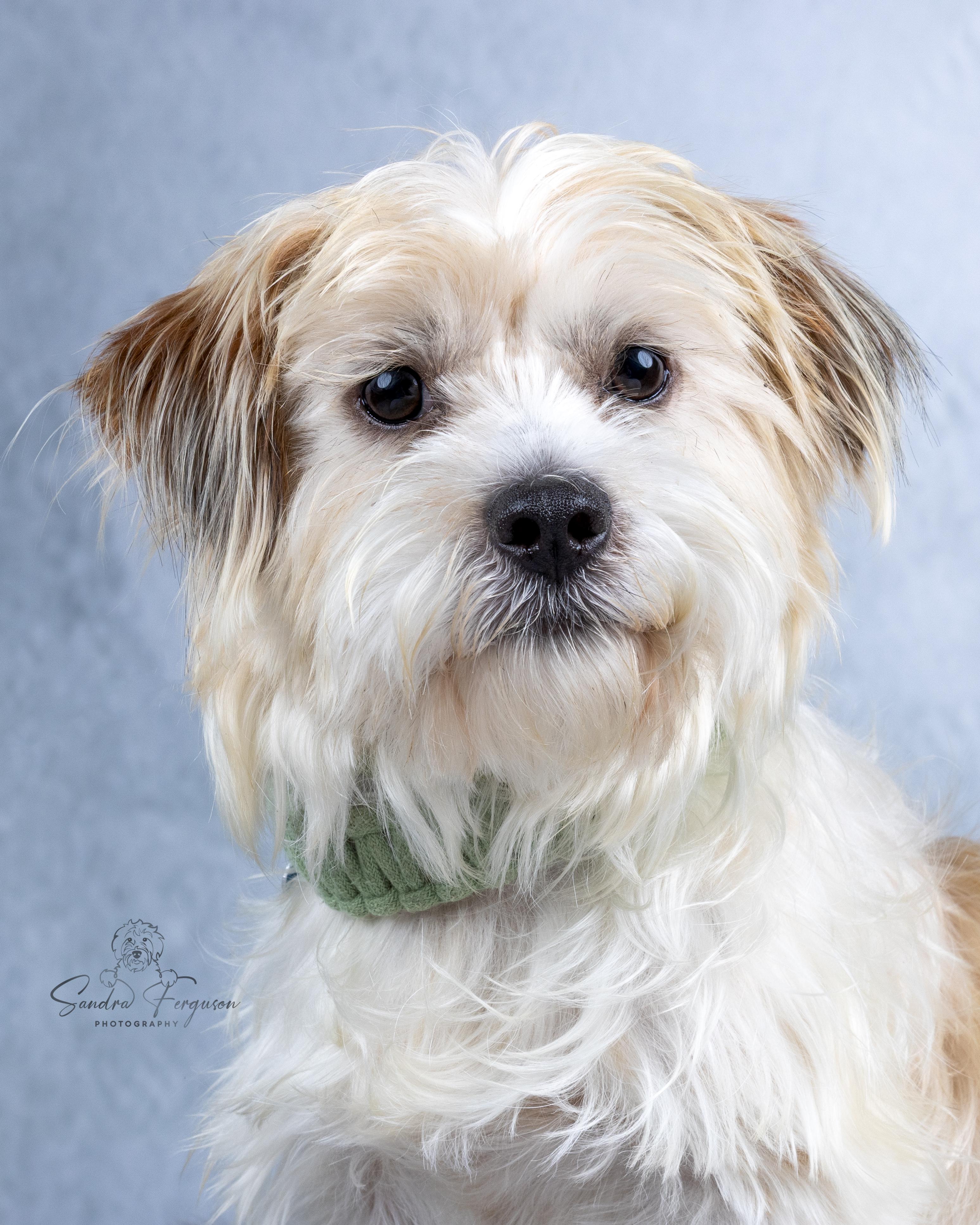 Enlarge Bobby, an adopted mixed breed in Memphis, TN image 2/4