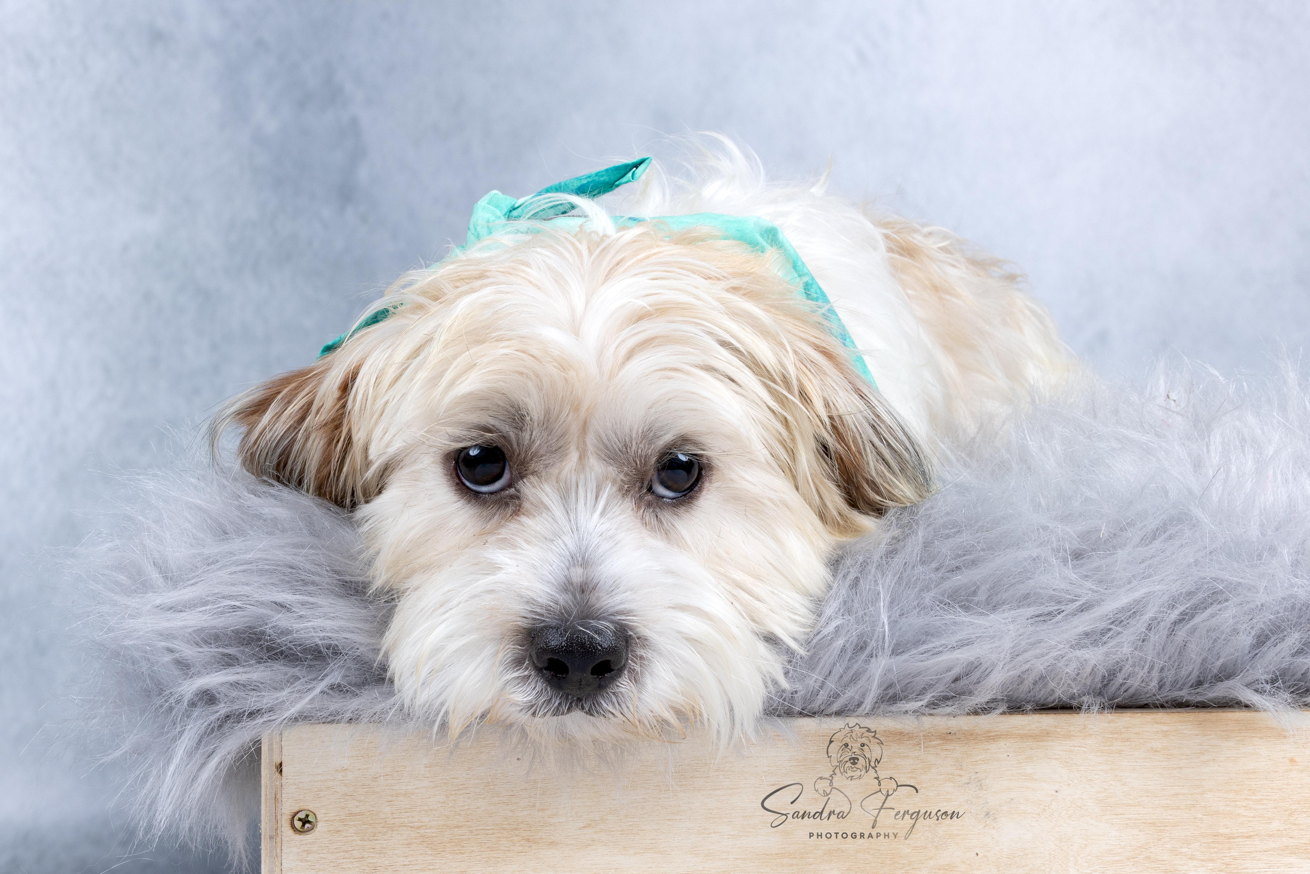 Enlarge Bobby, an adopted mixed breed in Memphis, TN image 4/4
