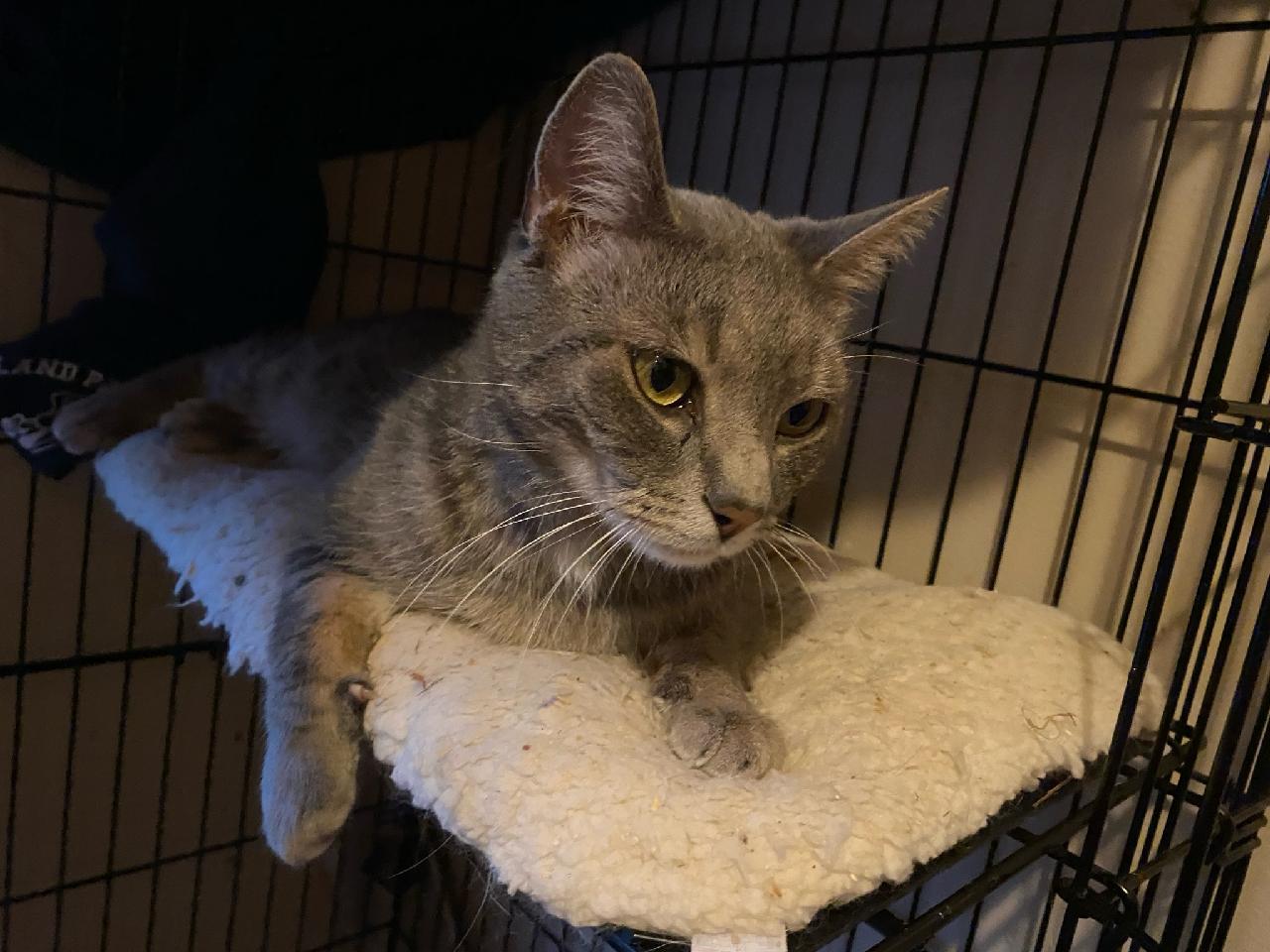 Evan, Adoptable, Young Male American Shorthair.