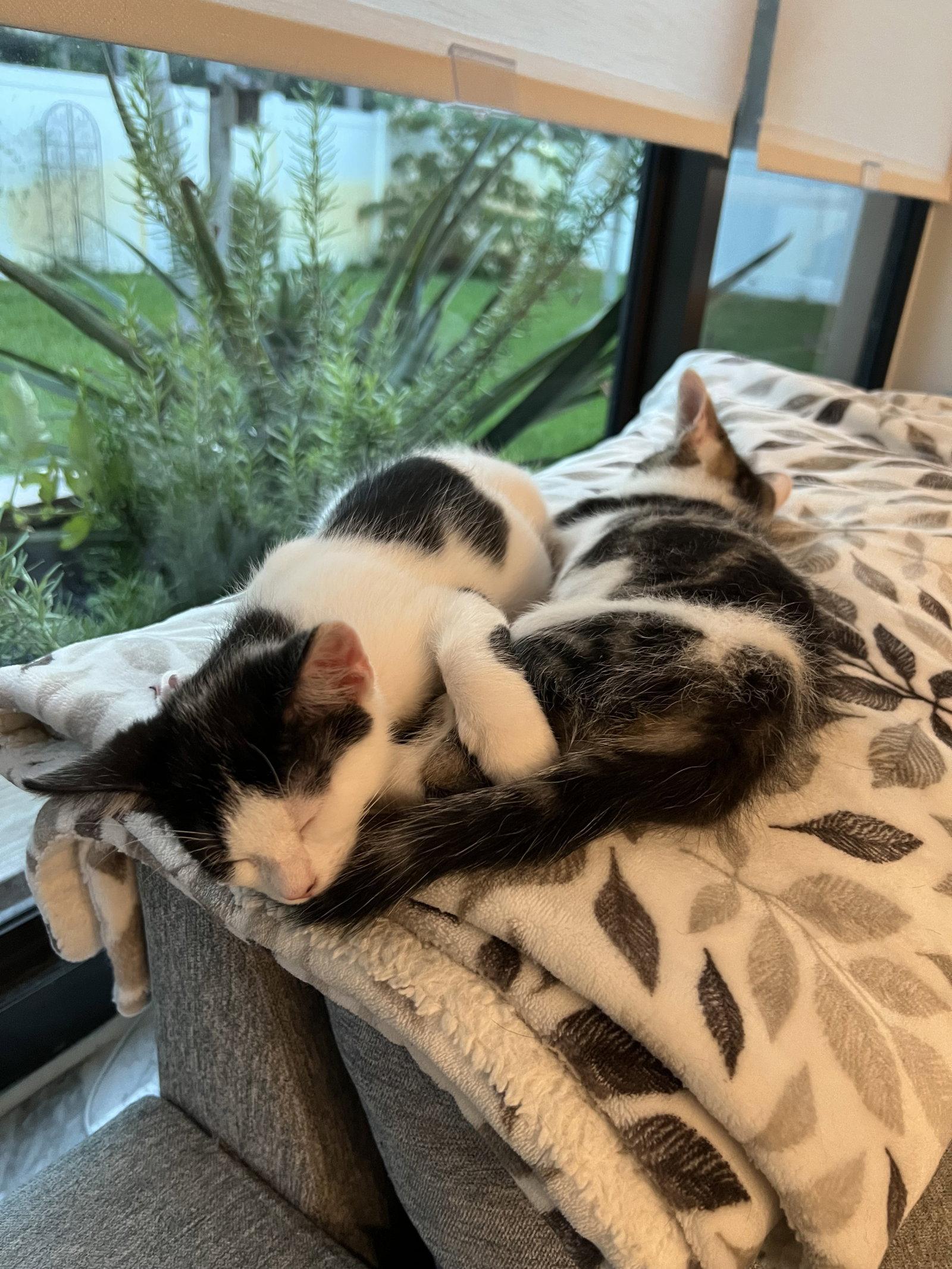 Enlarge Mamie, a Adoptable Domestic Short Hair in Boynton Beach, FL image 2/2