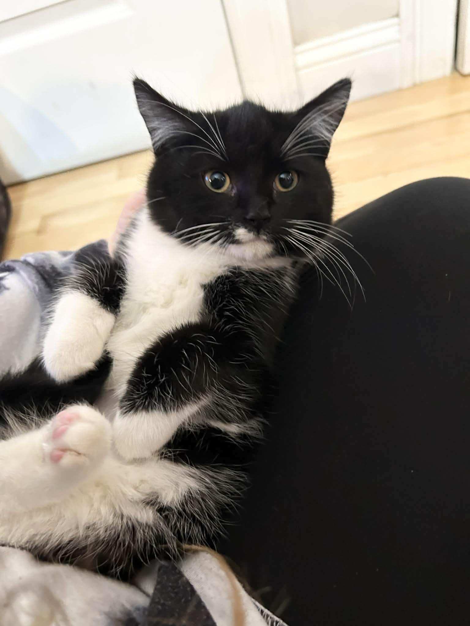 EUGENA, Adoptable, Kitten Female Domestic Short Hair & Tuxedo.