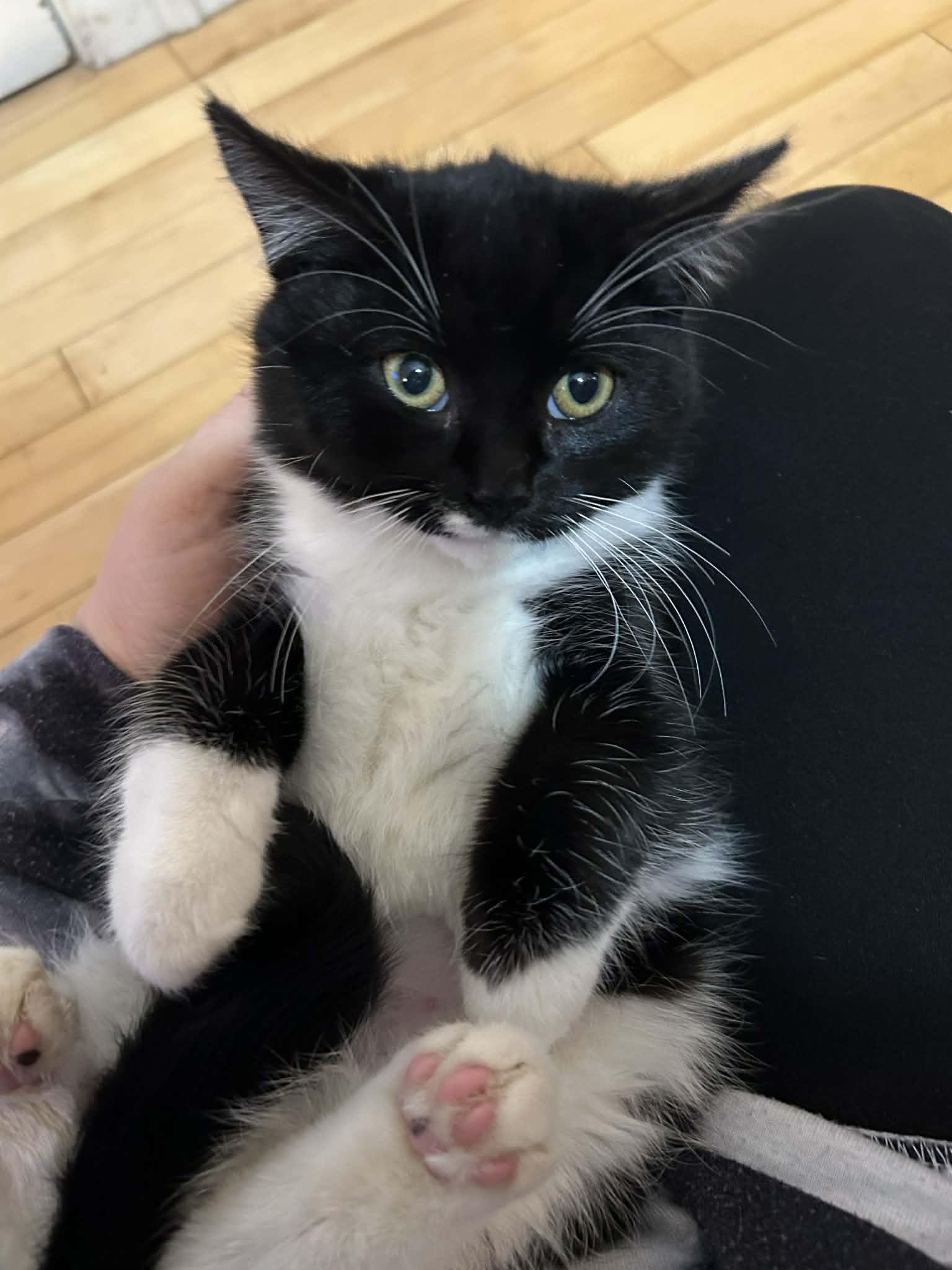 EUGENA, a Adoptable mixed breed in Kennebunk , ME image 2/3