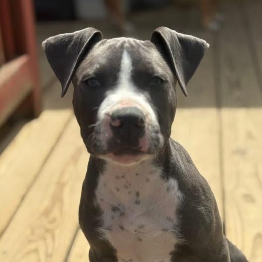 Enlarge Helter Skelter, a ADOPTABLE Pit Bull Terrier in Richmond, VA image 3/6