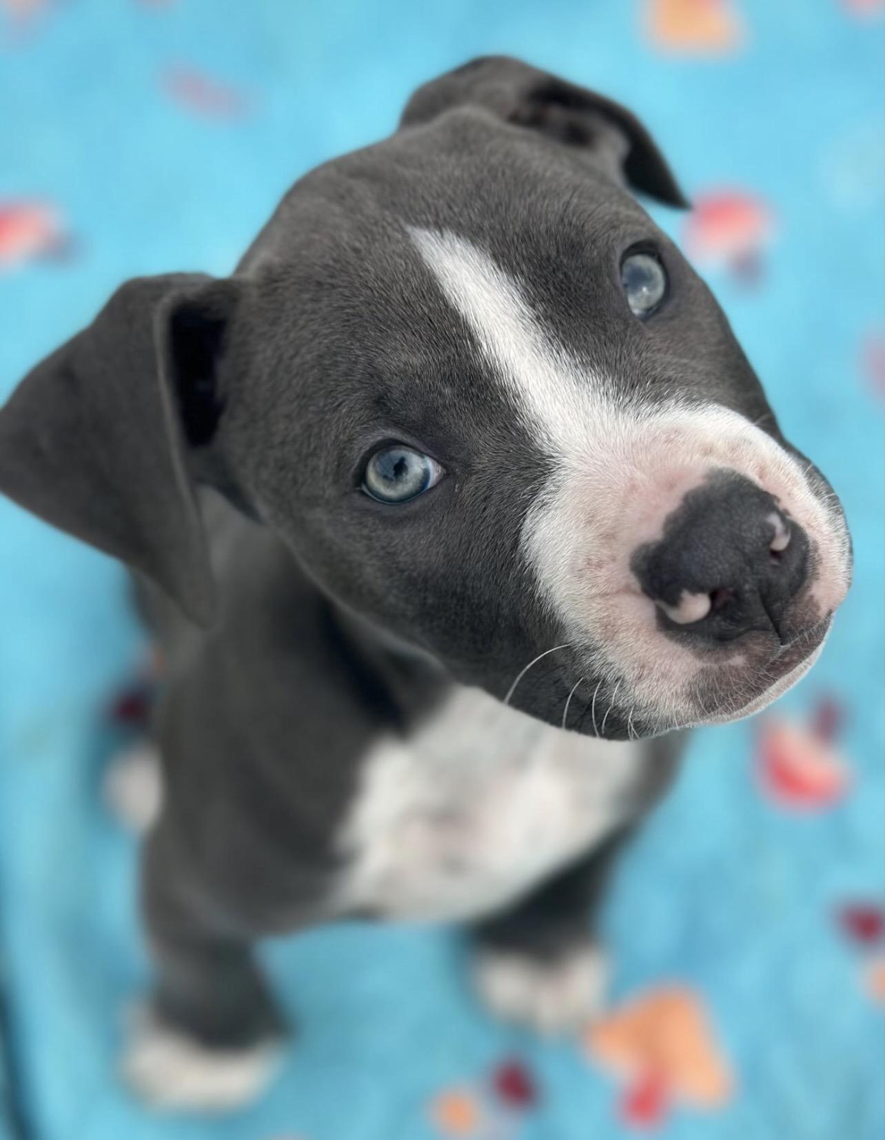 Enlarge Helter Skelter, a ADOPTABLE Pit Bull Terrier in Richmond, VA image 5/6