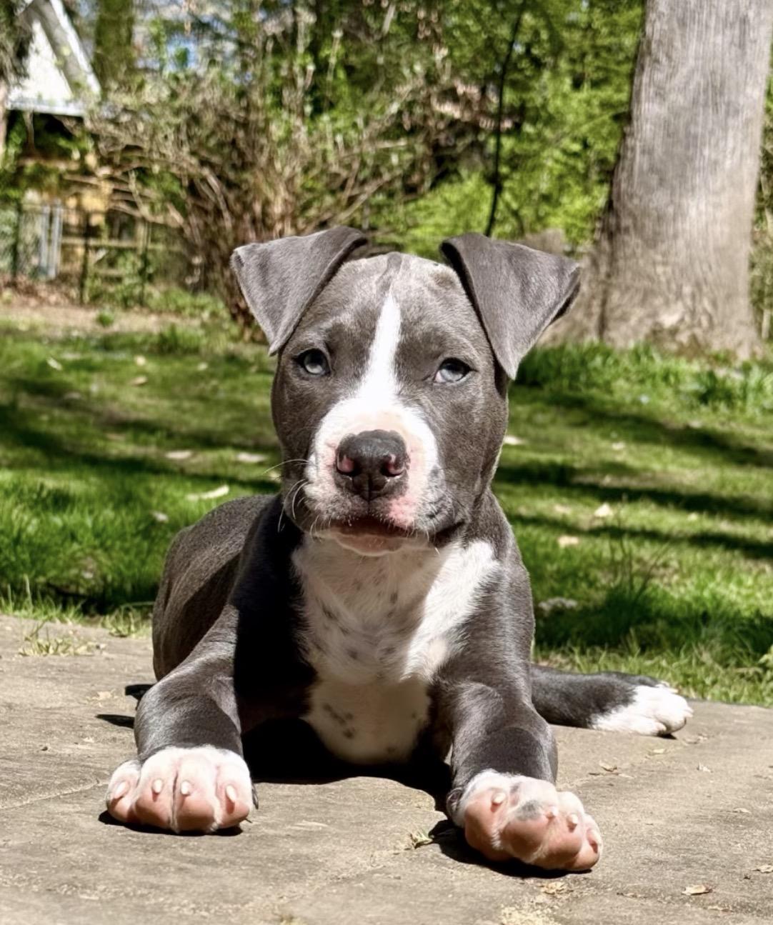 Enlarge Helter Skelter, a ADOPTABLE Pit Bull Terrier in Richmond, VA image 4/6
