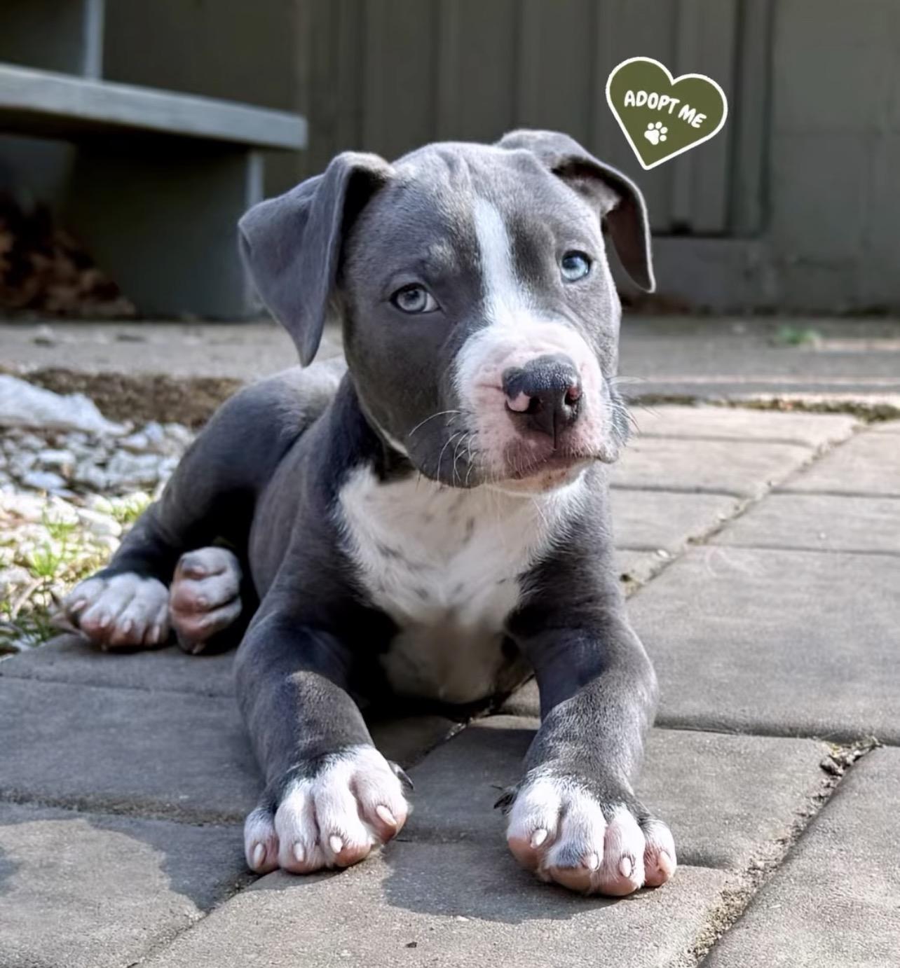 Helter Skelter, ADOPTABLE, Puppy Male Pit Bull Terrier.