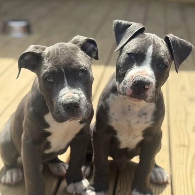 Enlarge Helter Skelter, a ADOPTABLE Pit Bull Terrier in Richmond, VA image 2/6