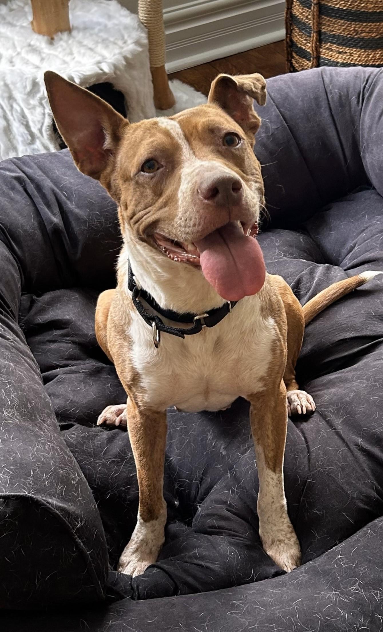 Birdie - Foster needed! photo 2
