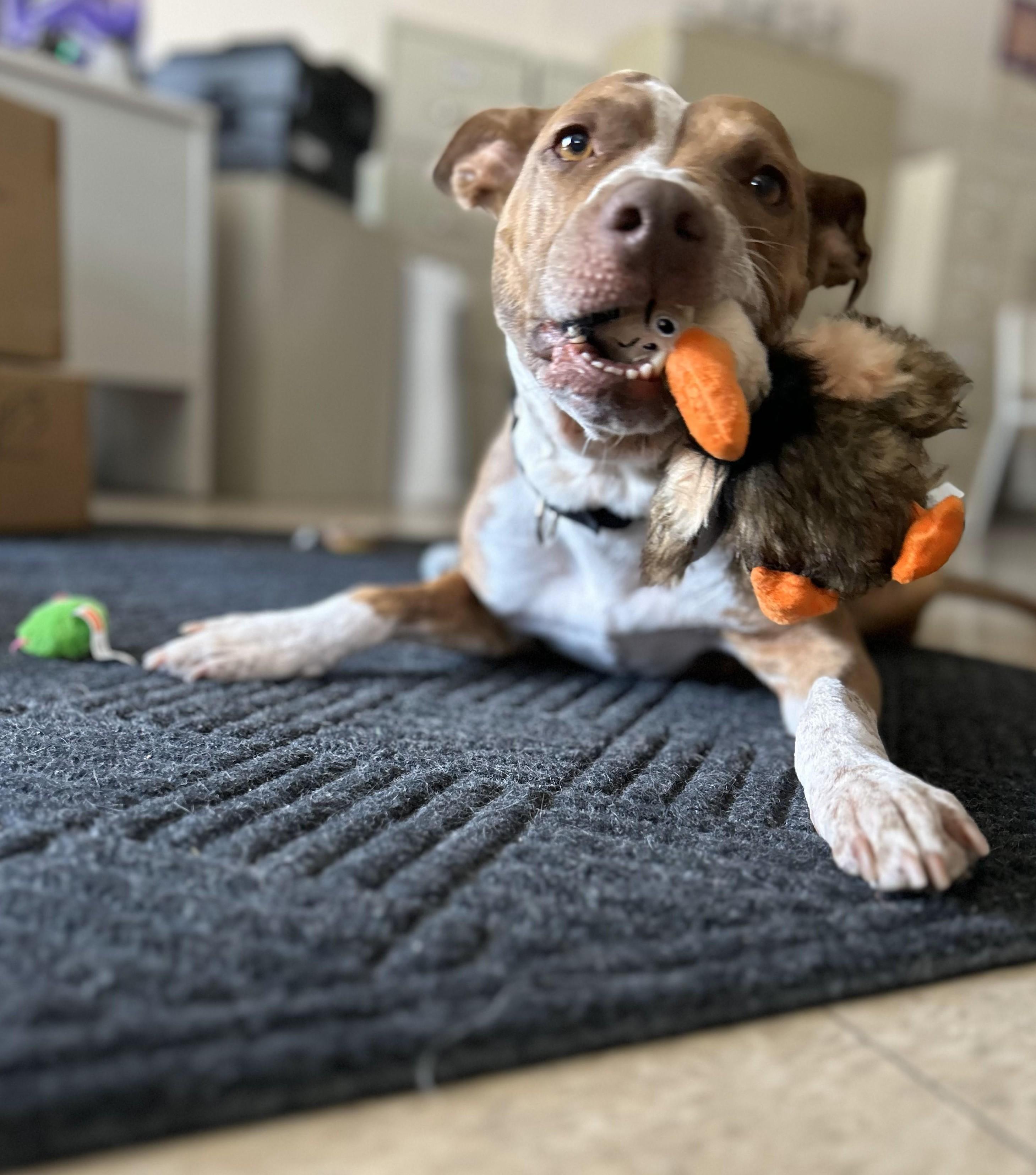 Birdie - Foster needed!, Senior Female Mixed Breed