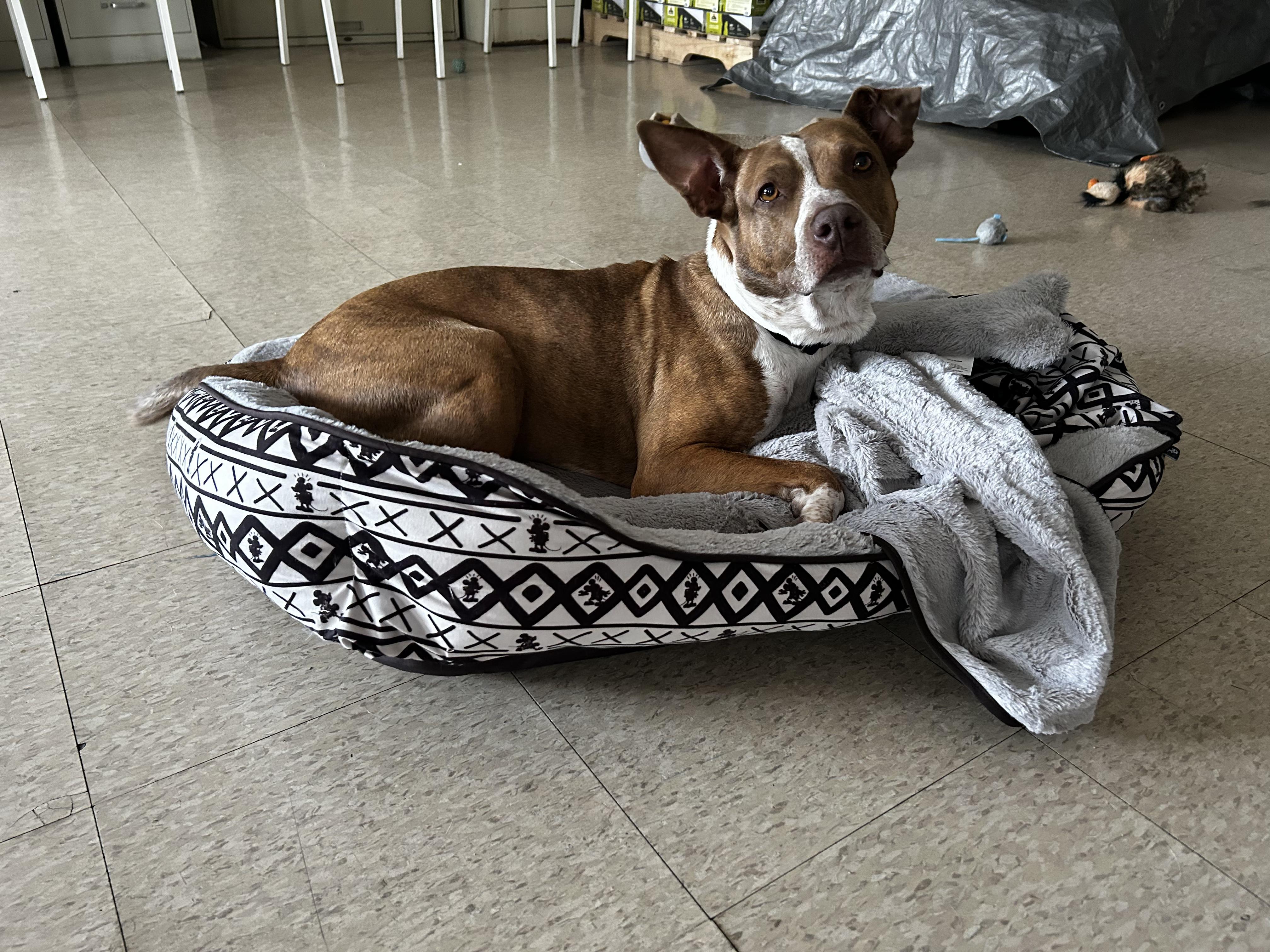 Birdie - Foster needed! photo 4