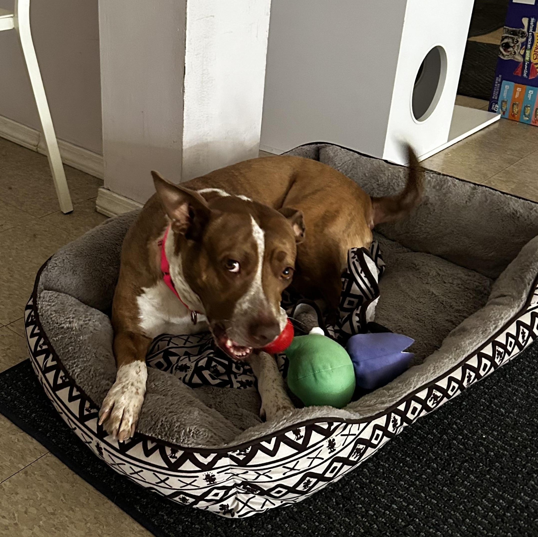Birdie - Foster needed! photo 3