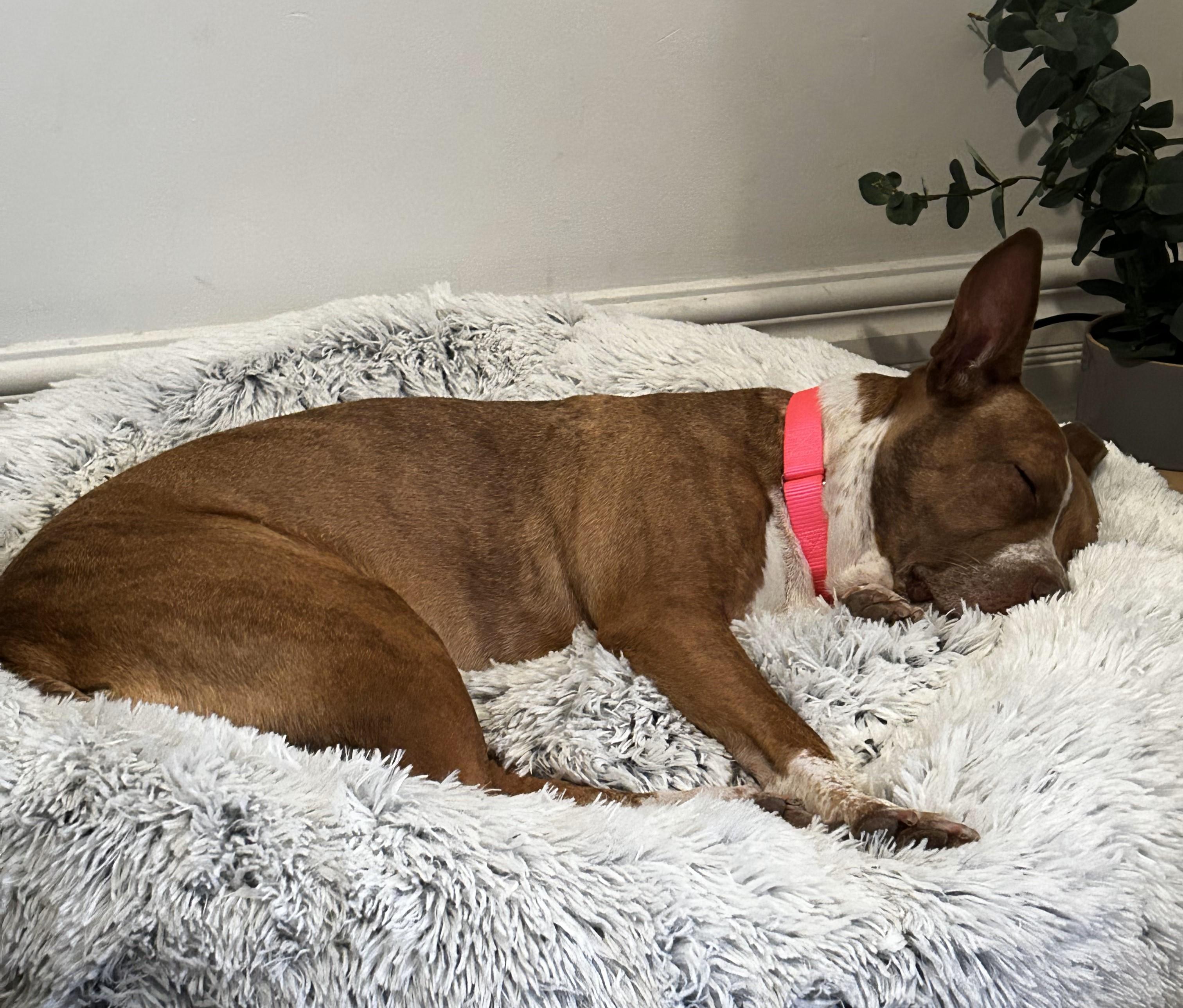 Birdie - Foster needed! photo 5