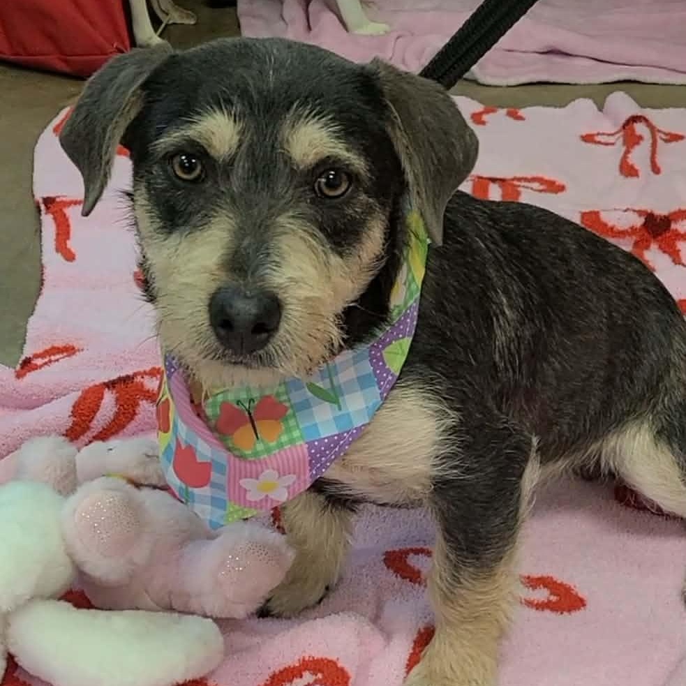 Enlarge Benji flka Arlo, an adopted Mixed Breed in Woolwich, ME image 3/5