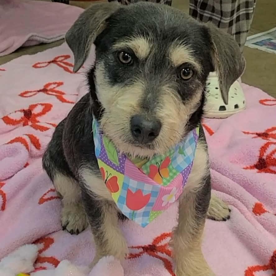 Enlarge Benji flka Arlo, an adopted Mixed Breed in Woolwich, ME image 5/5