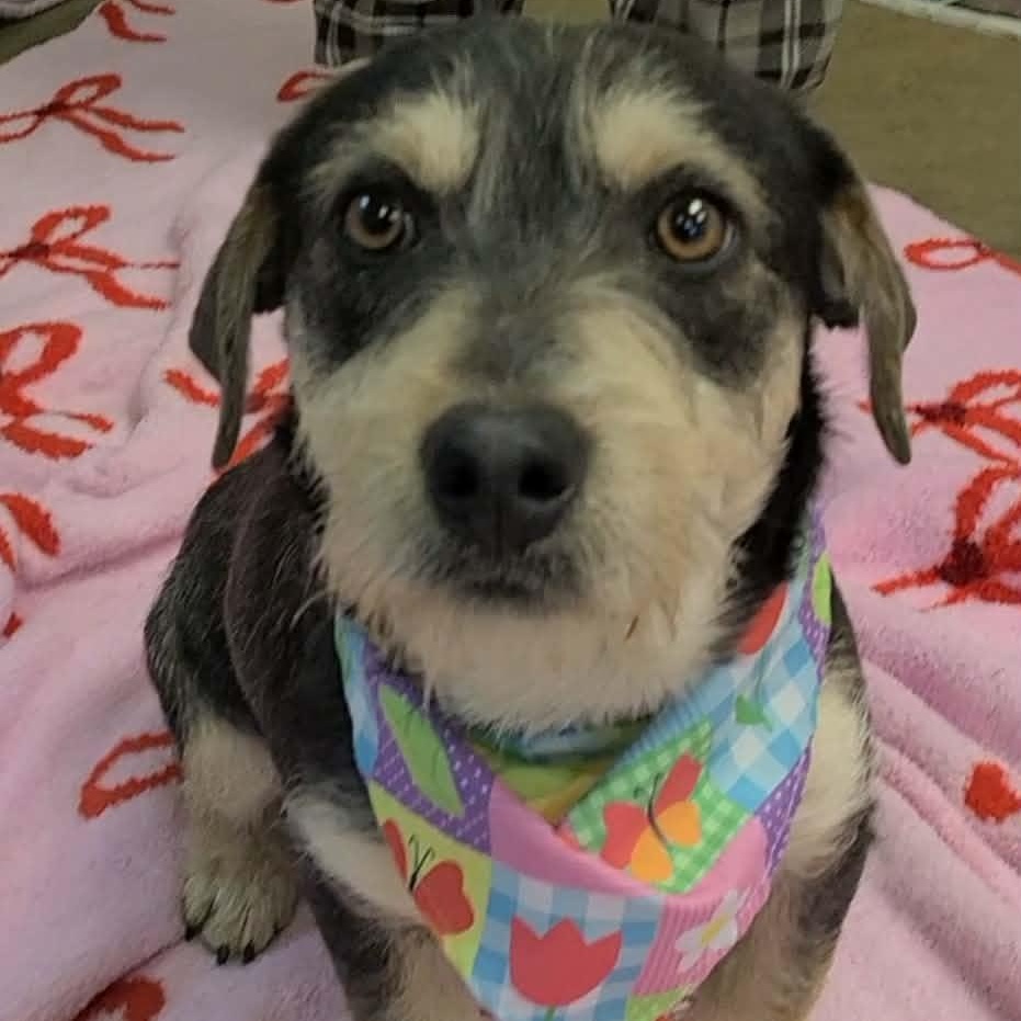 Enlarge Benji flka Arlo, an adopted Mixed Breed in Woolwich, ME image 2/5