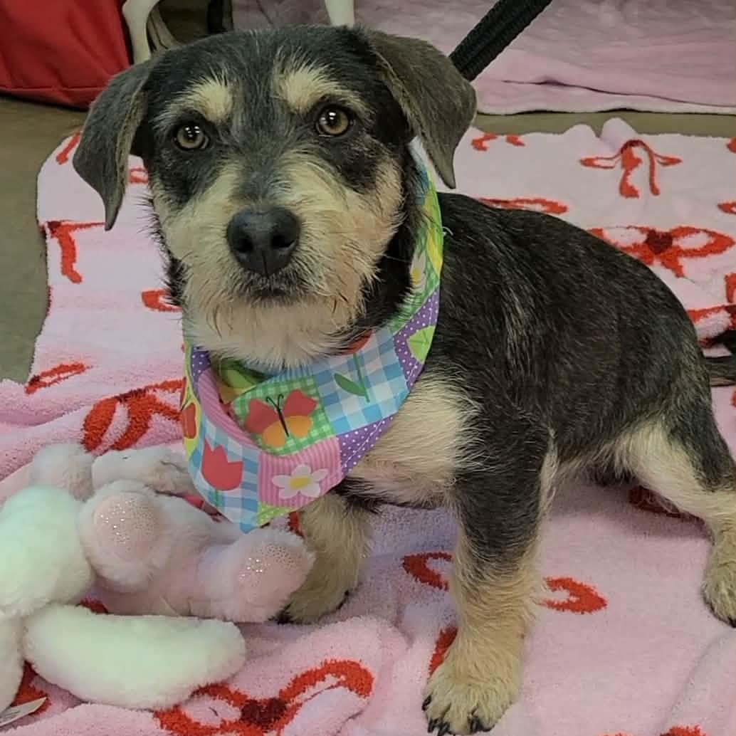 Benji flka Arlo, adopted, Young Male Mixed Breed.