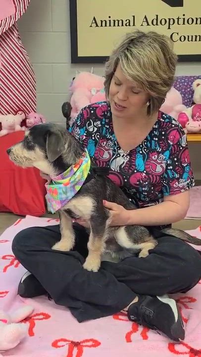 Enlarge Benji flka Arlo, an adopted Mixed Breed in Woolwich, ME video 4/5