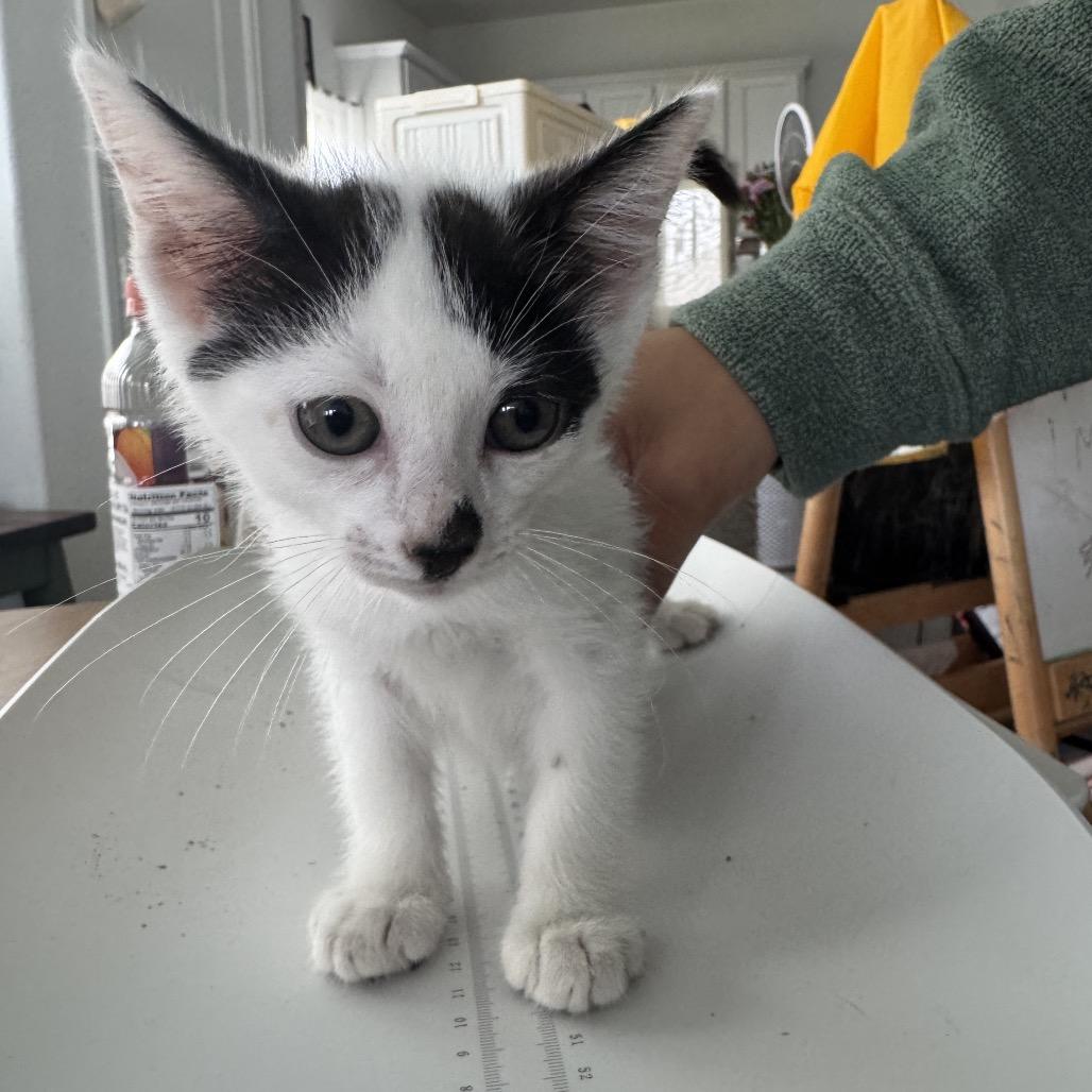 Enlarge Lolo, a Adoptable Domestic Medium Hair in Katy, TX image 1/1