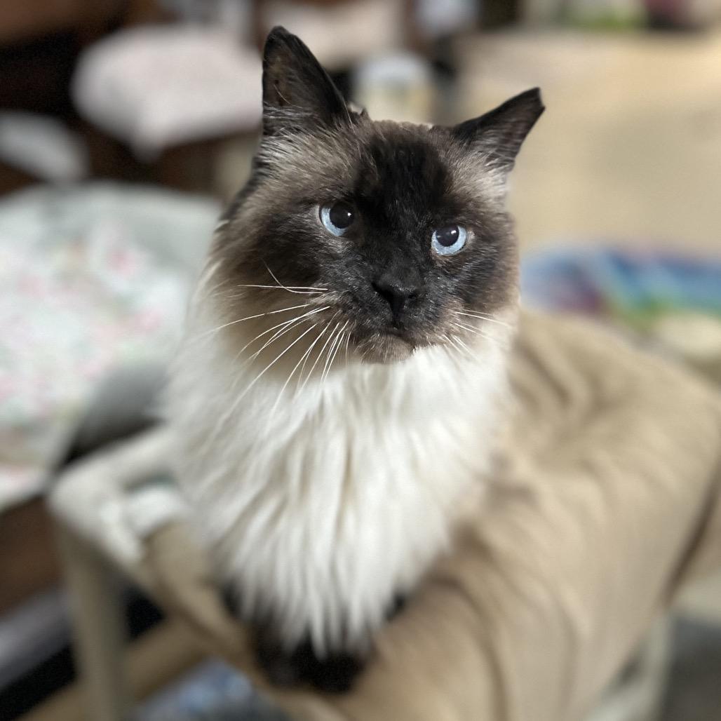 Romer, Adoptable, Senior Male Birman & Himalayan.