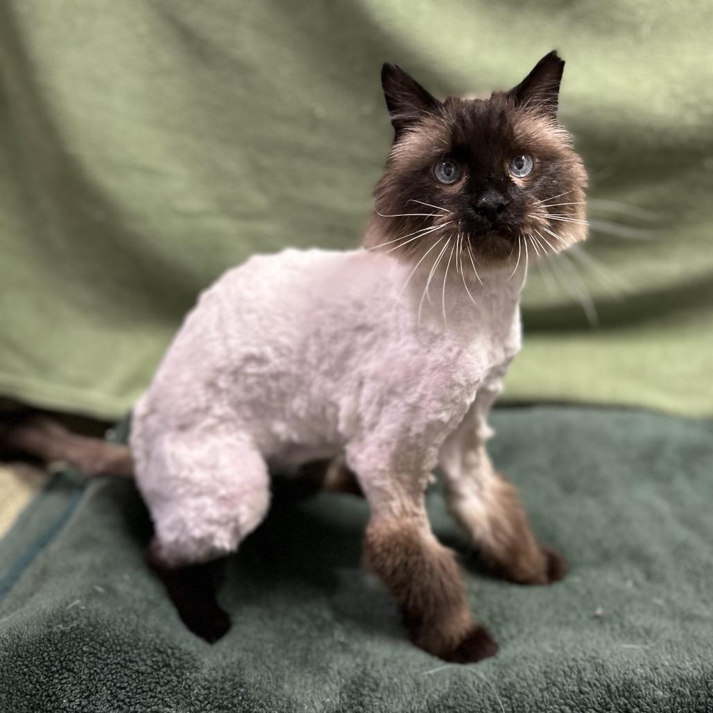Enlarge Romer, a Adoptable mixed breed in Bountiful, UT image 2/5