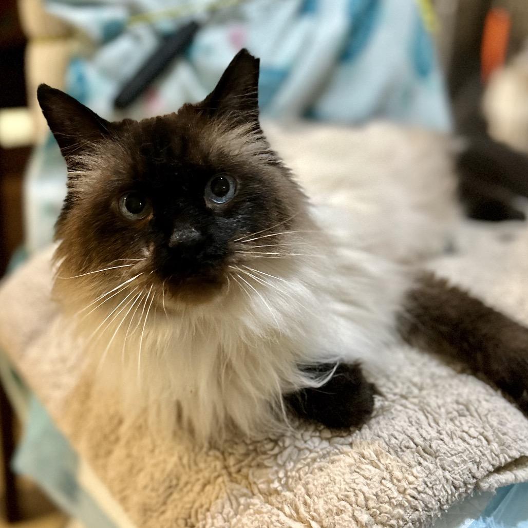 Enlarge Romer, a Adoptable mixed breed in Bountiful, UT image 5/5