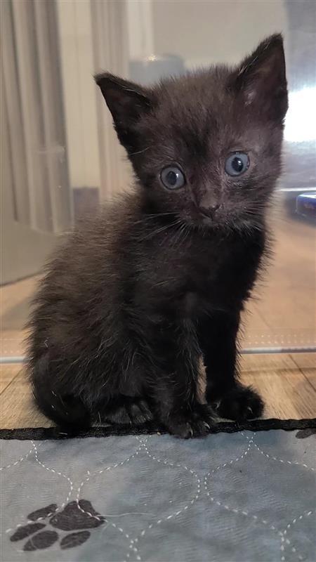 Happy, a Adoptable mixed breed in Fayetteville, AR image 1/3