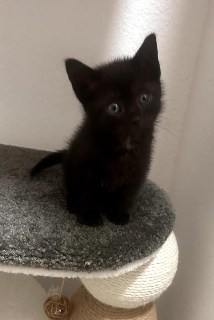 Happy, a Adoptable mixed breed in Fayetteville, AR image 2/3