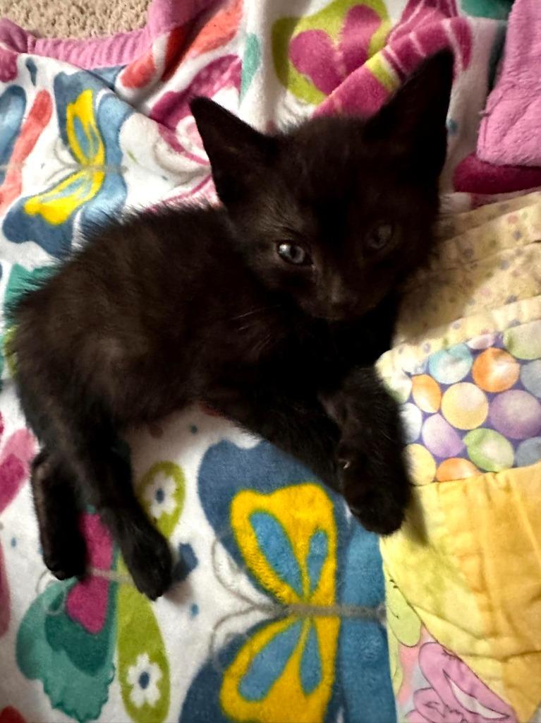 Happy, a Adoptable mixed breed in Fayetteville, AR image 3/3