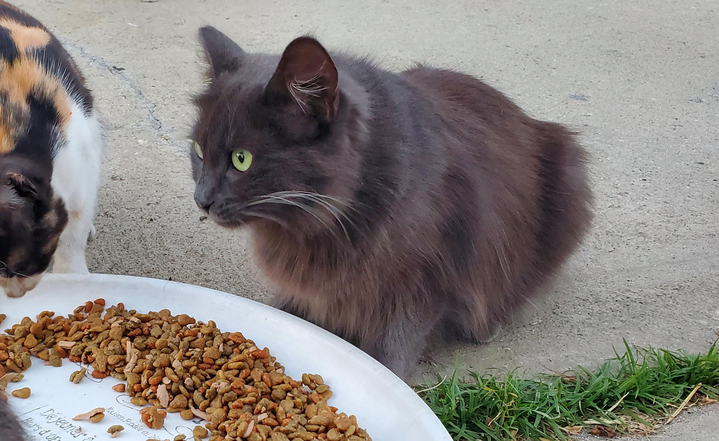 Enlarge Puff, a ADOPTABLE Domestic Medium Hair in Los Angeles, CA image 4/4
