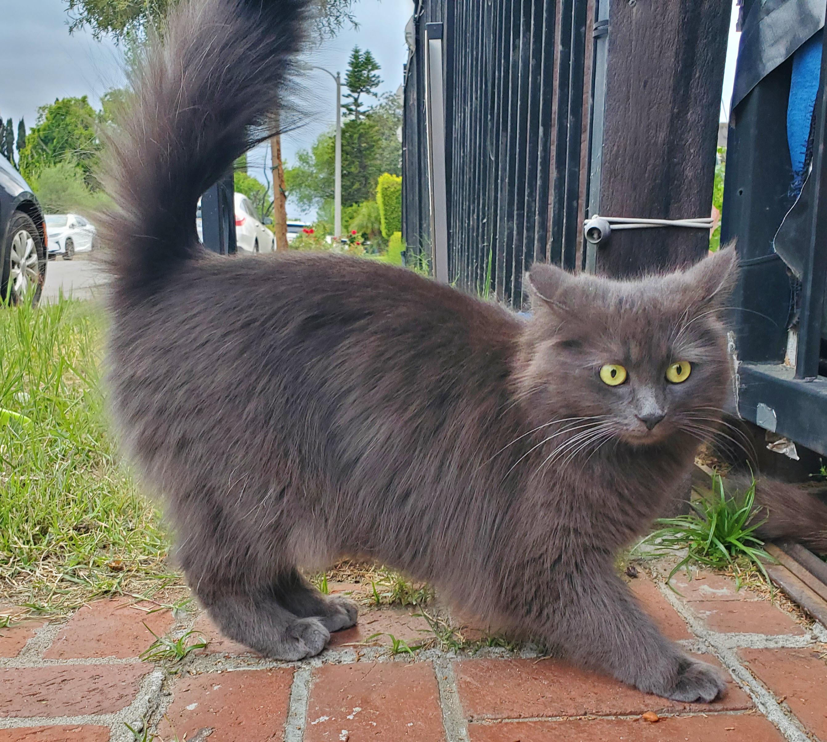 Enlarge Puff, a ADOPTABLE Domestic Medium Hair in Los Angeles, CA image 1/4