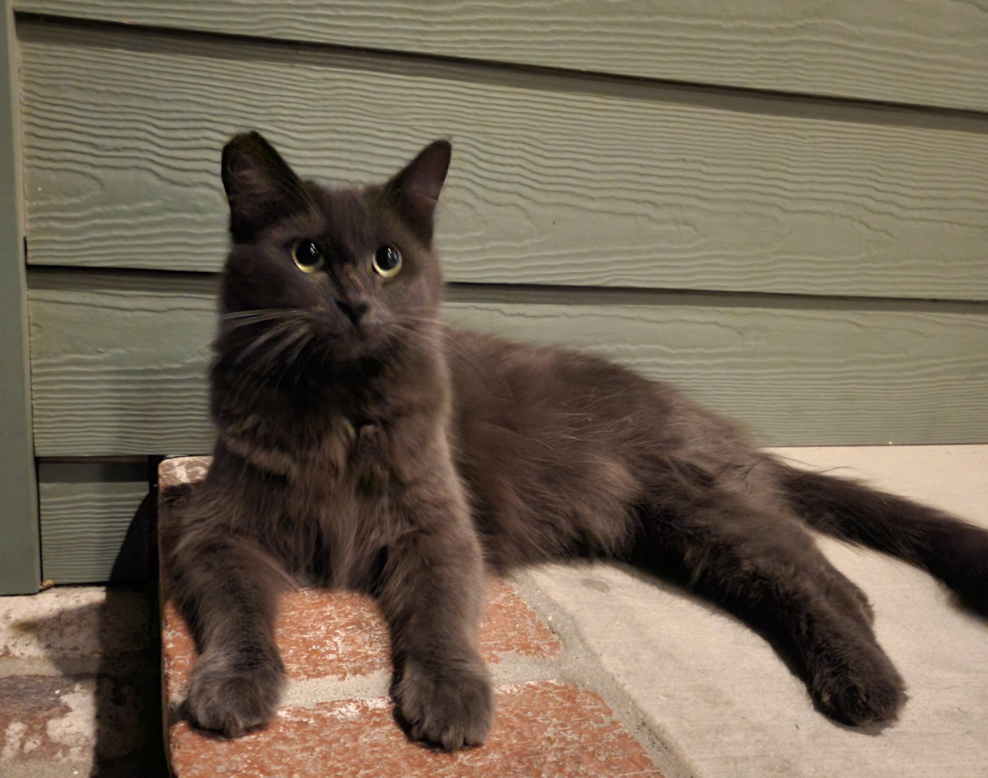 Enlarge Puff, a ADOPTABLE Domestic Medium Hair in Los Angeles, CA image 3/4