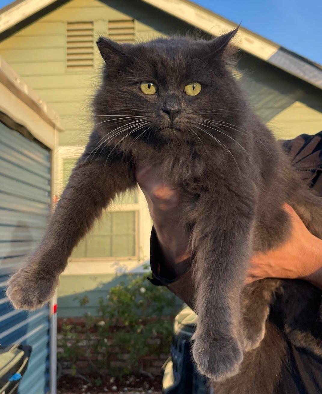 Enlarge Puff, a ADOPTABLE Domestic Medium Hair in Los Angeles, CA image 2/4