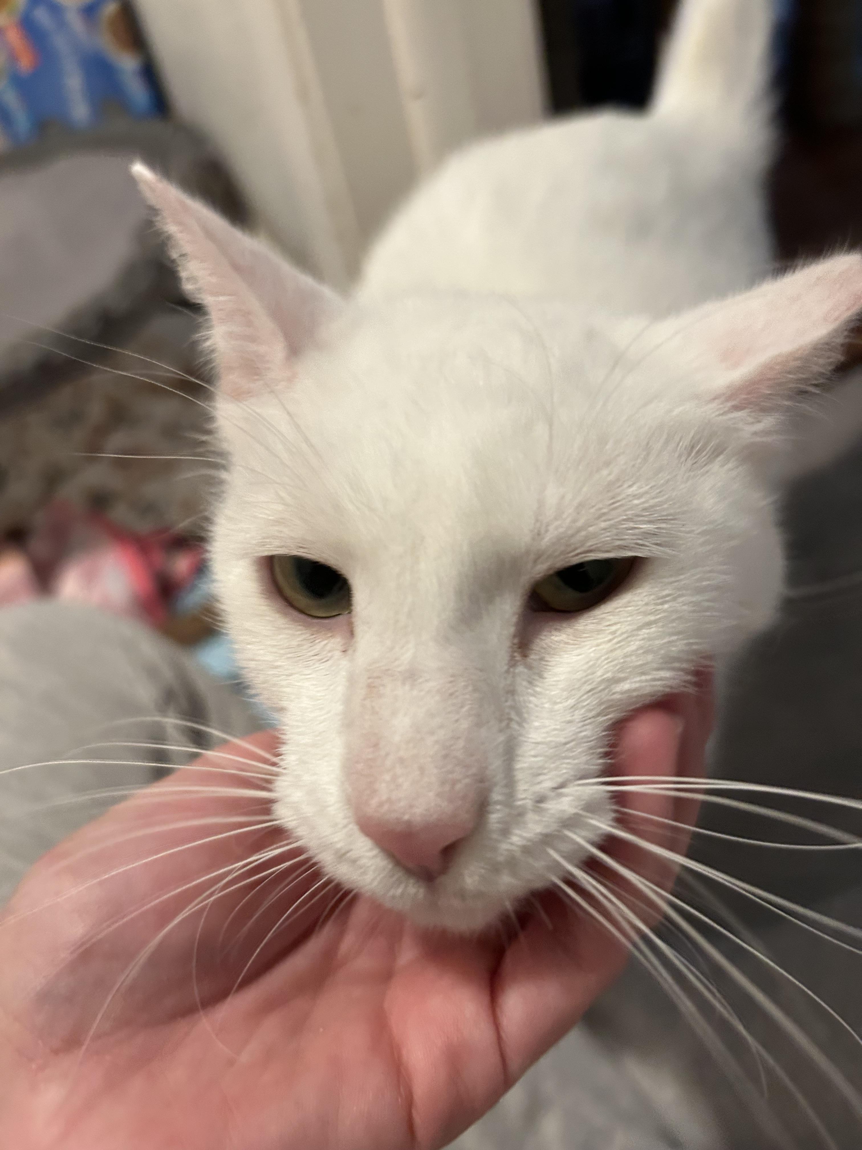 Enlarge Hiccup, a Adoptable Domestic Short Hair in Tampa, FL image 5/6