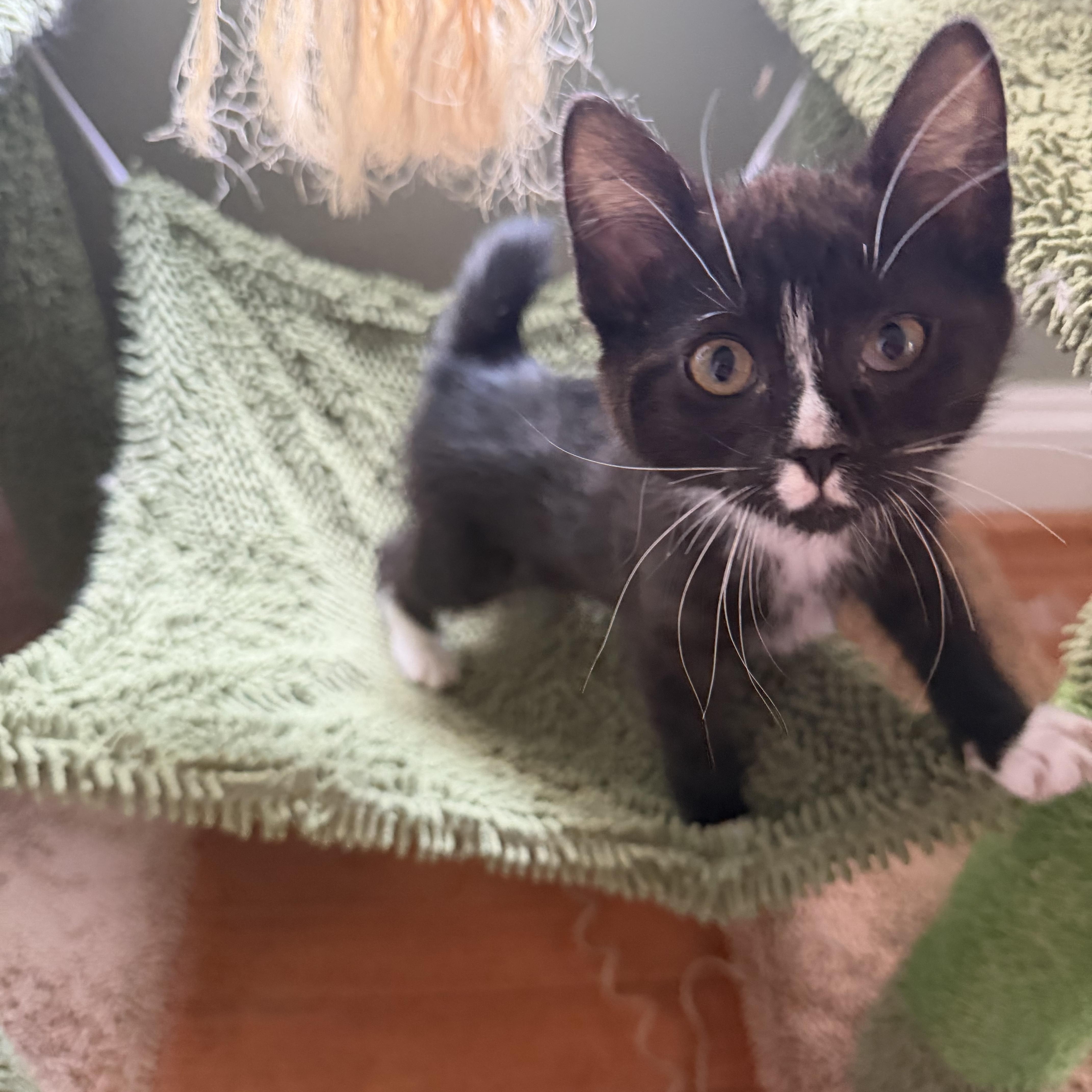 Twizzler and Twix (BONDED), a ADOPTABLE Domestic Short Hair in Columbia, MD image 2/2
