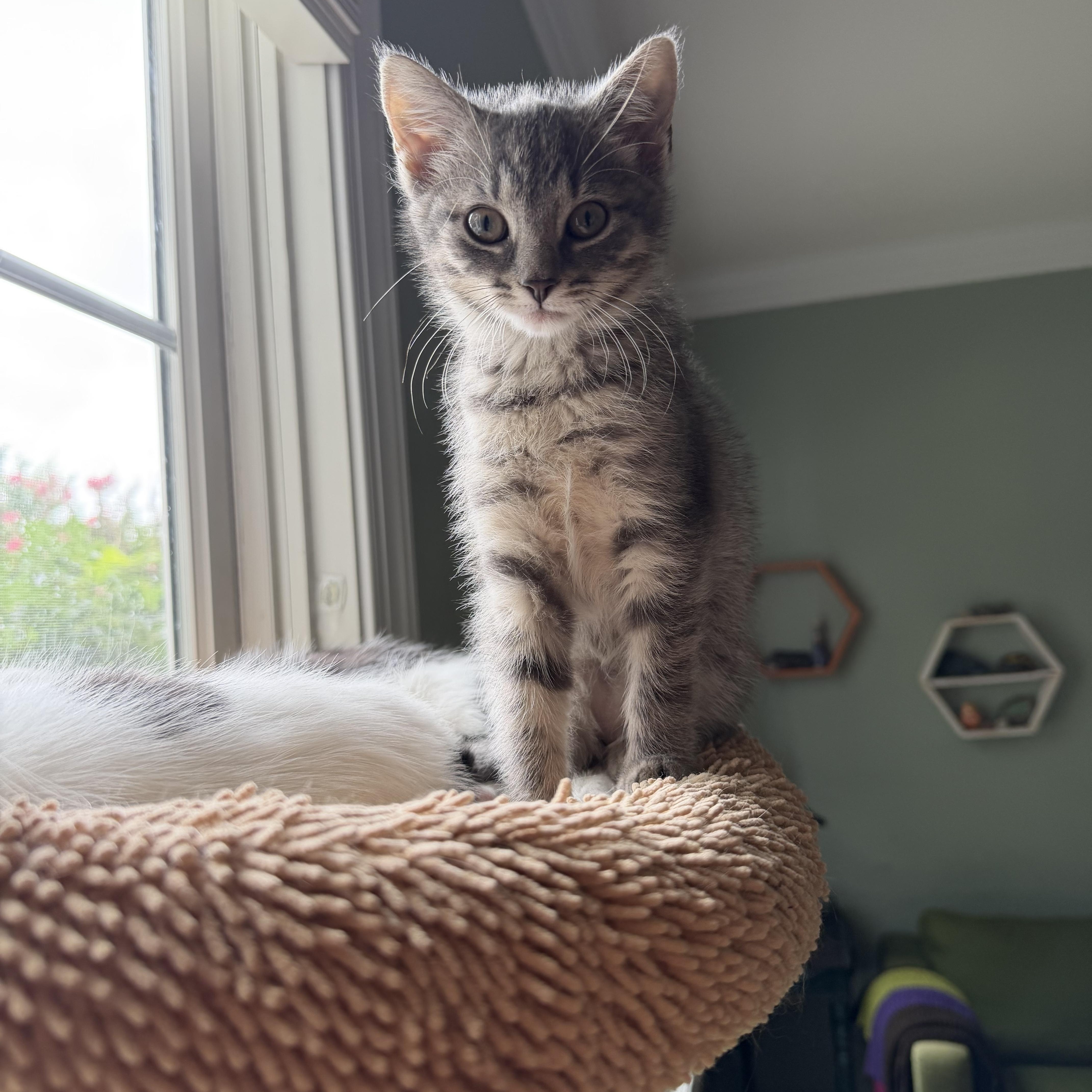 Twizzler and Twix (BONDED), a ADOPTABLE Domestic Short Hair in Columbia, MD image 1/2