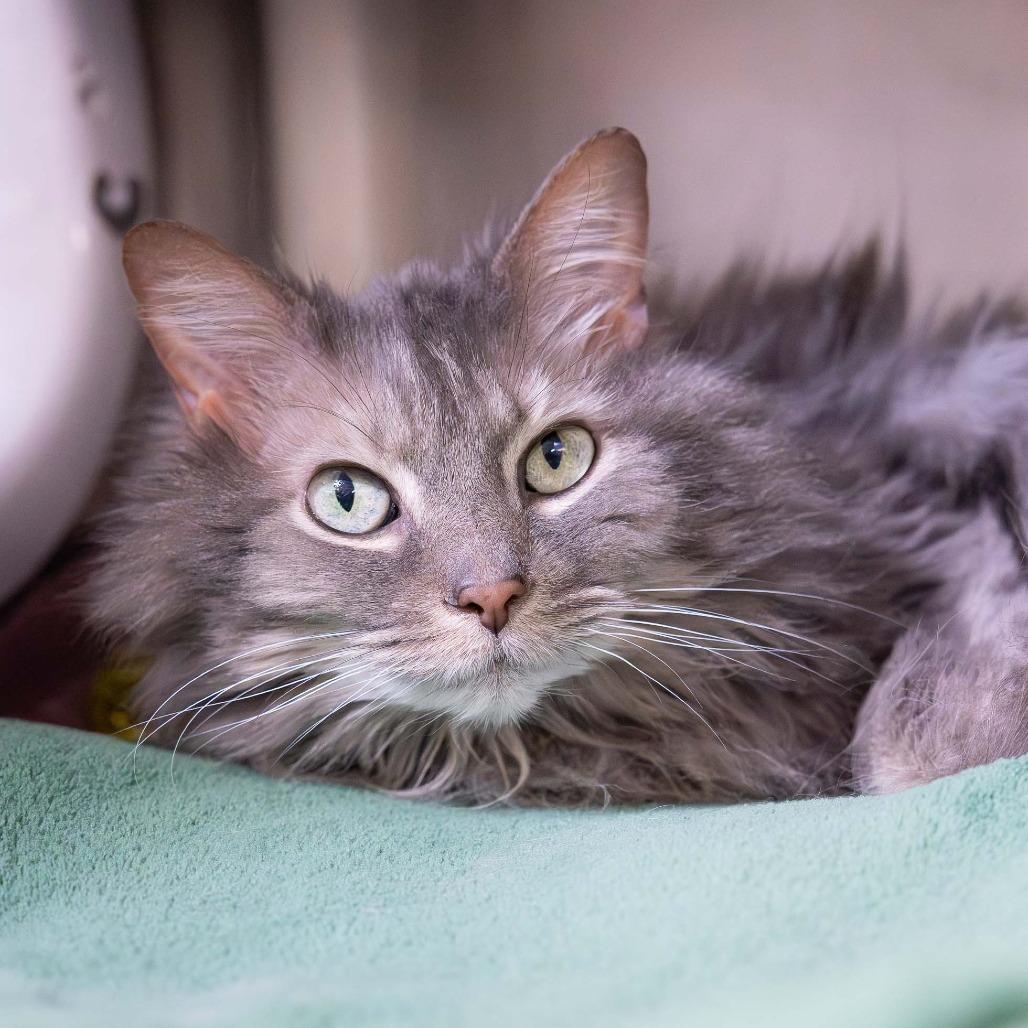 Mia, a Adoptable Domestic Long Hair in Mentor, OH image 1/3