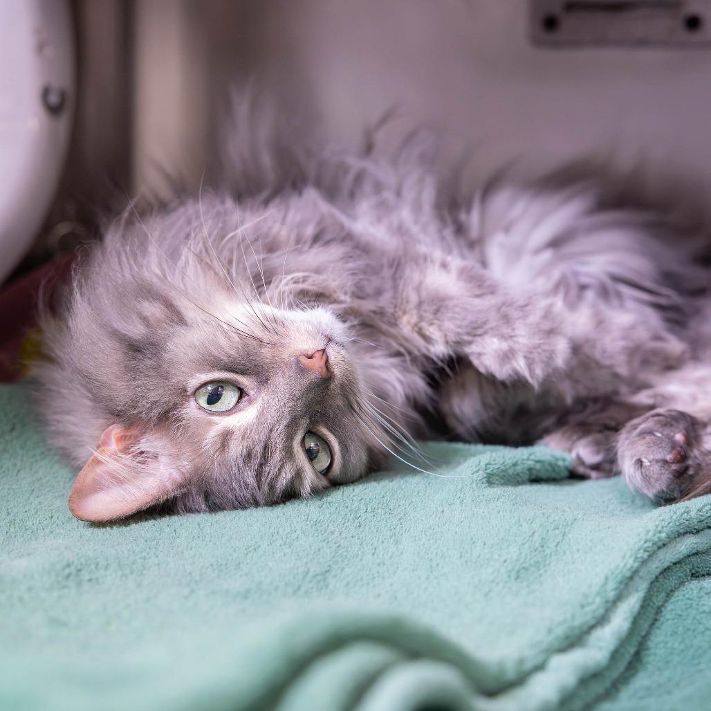 Mia, a Adoptable Domestic Long Hair in Mentor, OH image 2/3