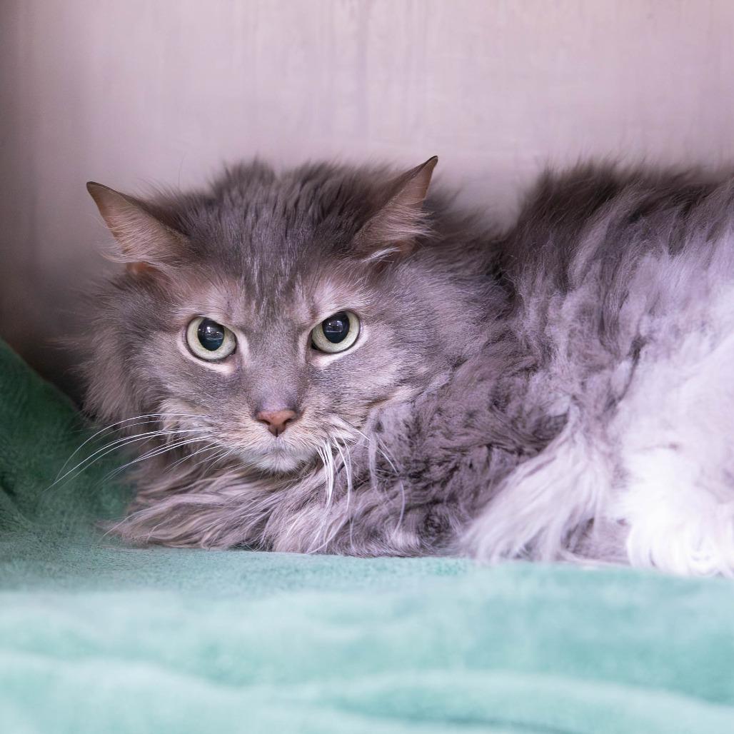 Mia, a Adoptable Domestic Long Hair in Mentor, OH image 3/3