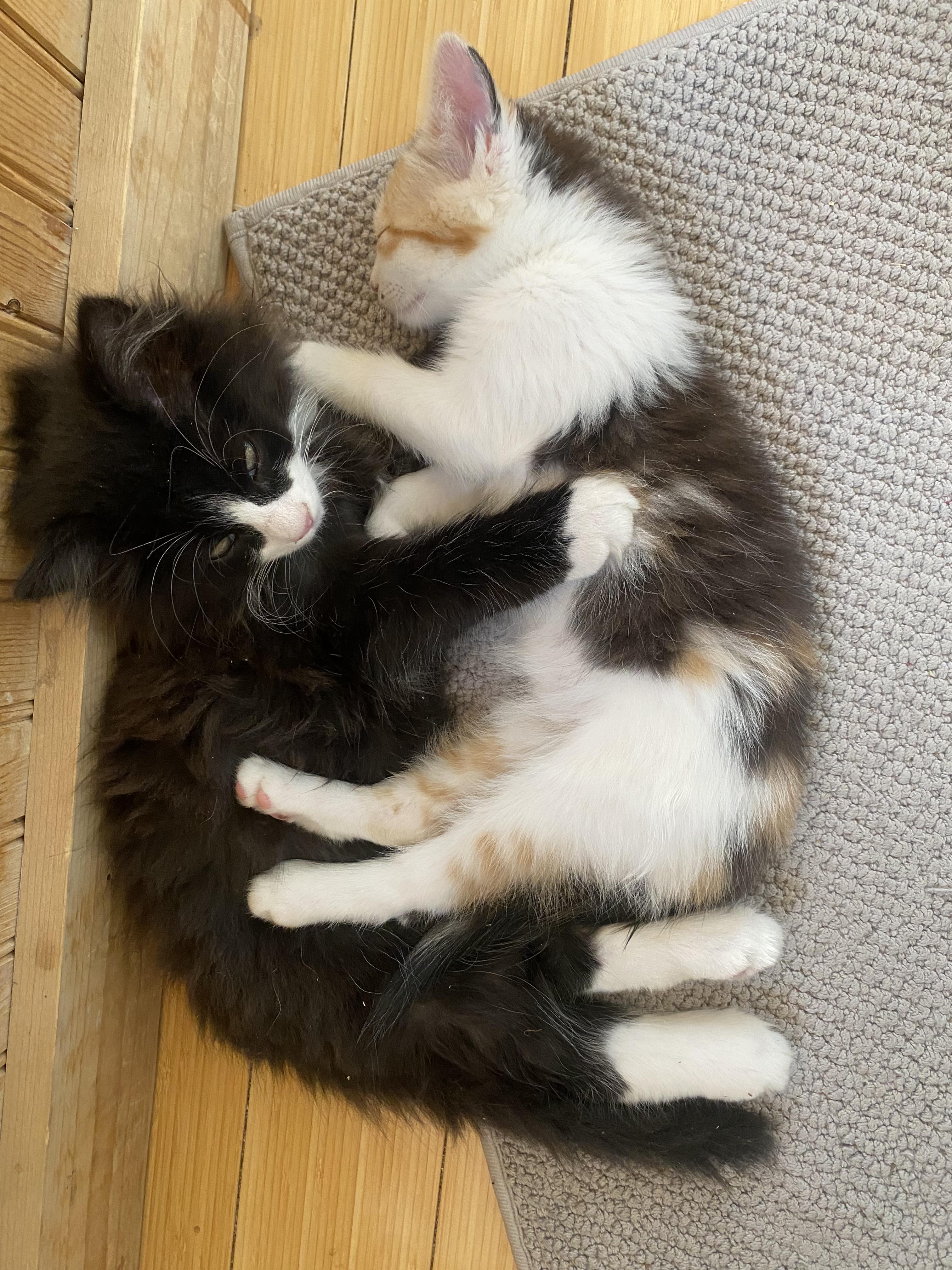 Kohlrabi, an adoptable Domestic Long Hair, Calico in Torrey, UT, 84775 | Photo Image 2