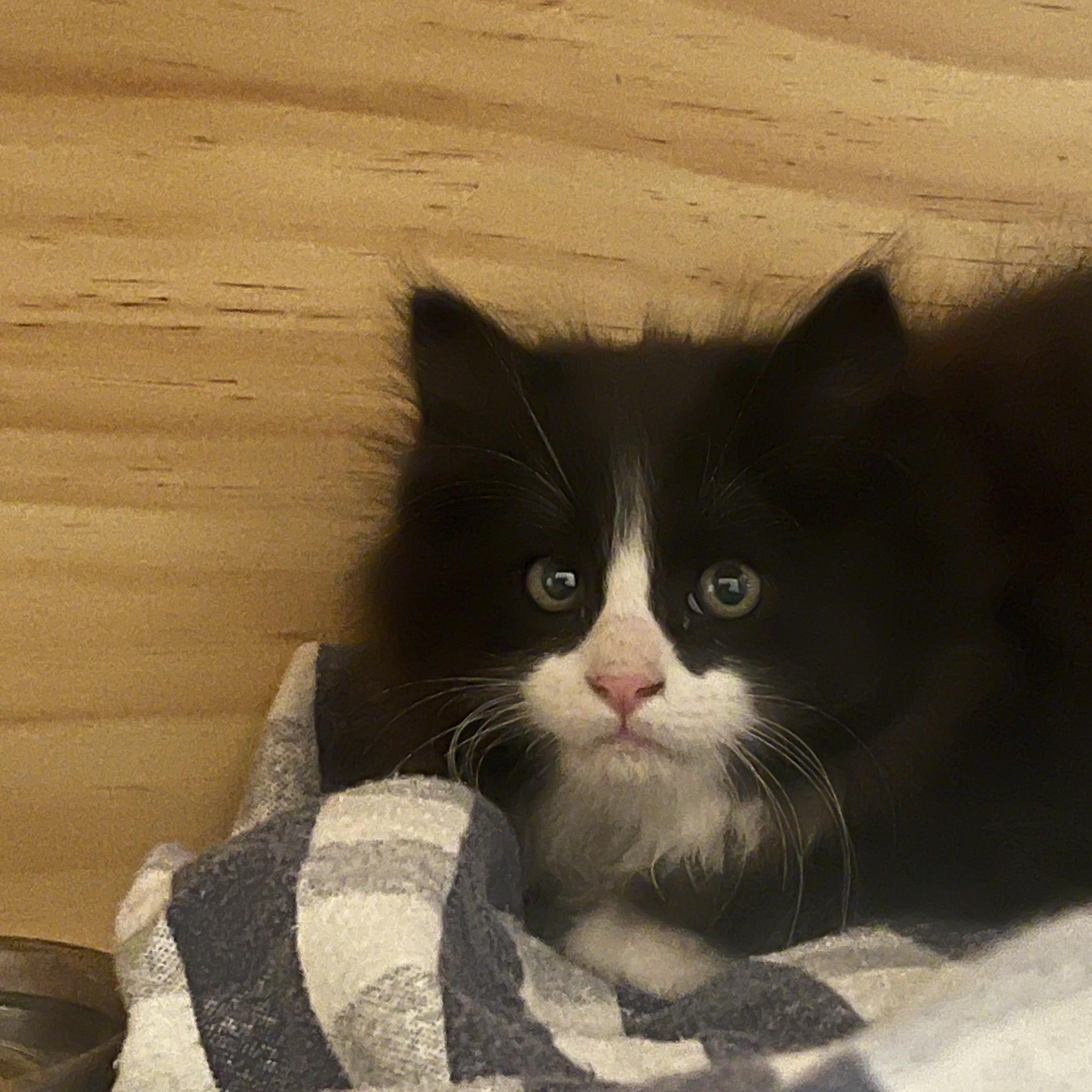 Kohlrabi, an adoptable Domestic Long Hair, Calico in Torrey, UT, 84775 | Photo Image 4